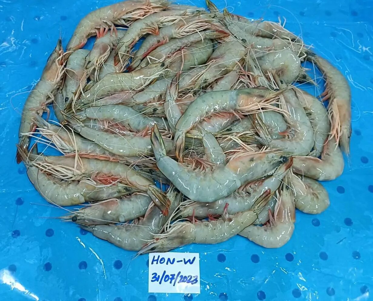Head on white shrimps image 1
