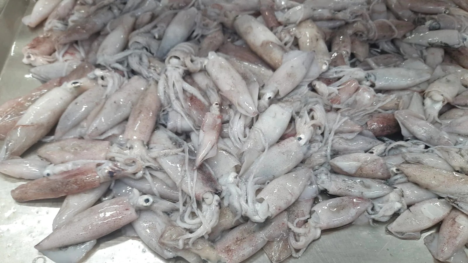 Squid fish (Grade-1) image 1