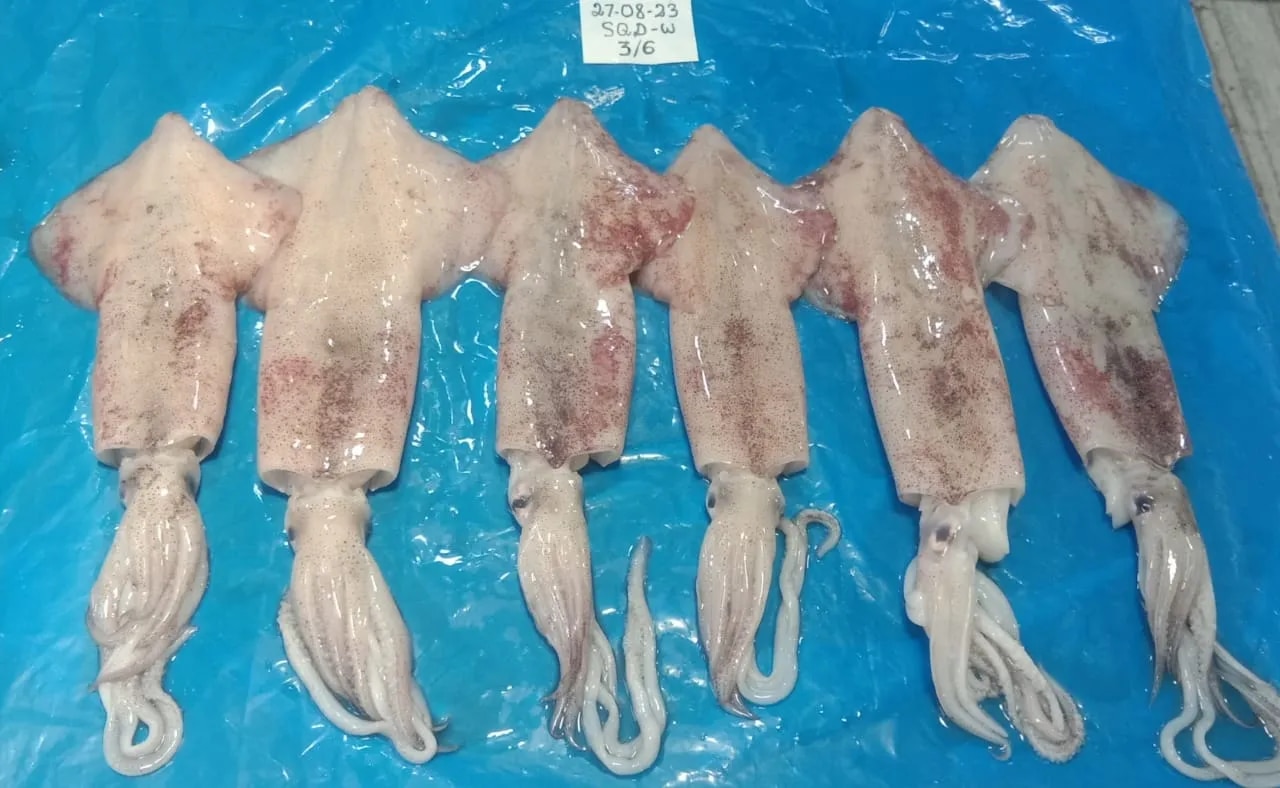 Squid white (Grade-1) image 1