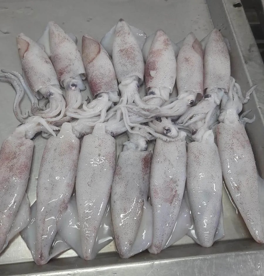 Squid whole Round fish image 1