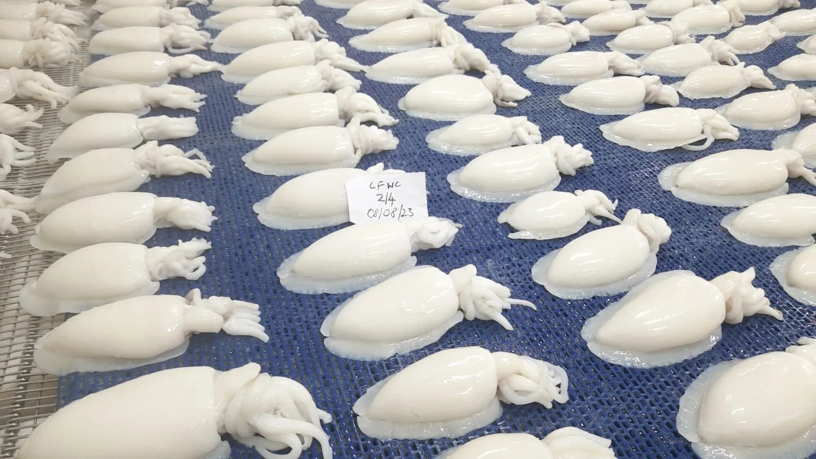 Cuttlefish whole cleaned (IQF) image 1