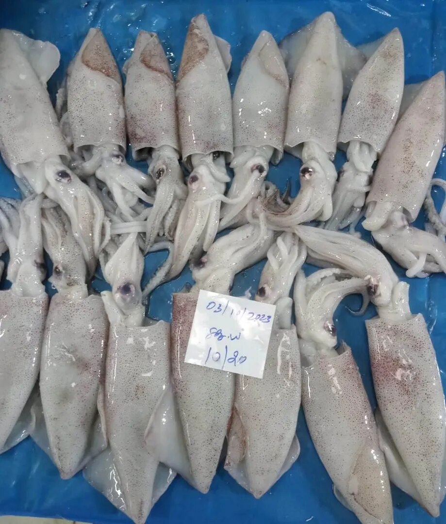 Squid whole round (Grade-1) image 1