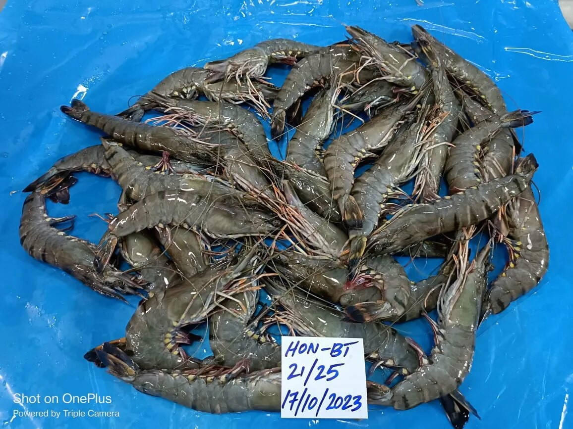 Head on Black Tiger shrimps image 1