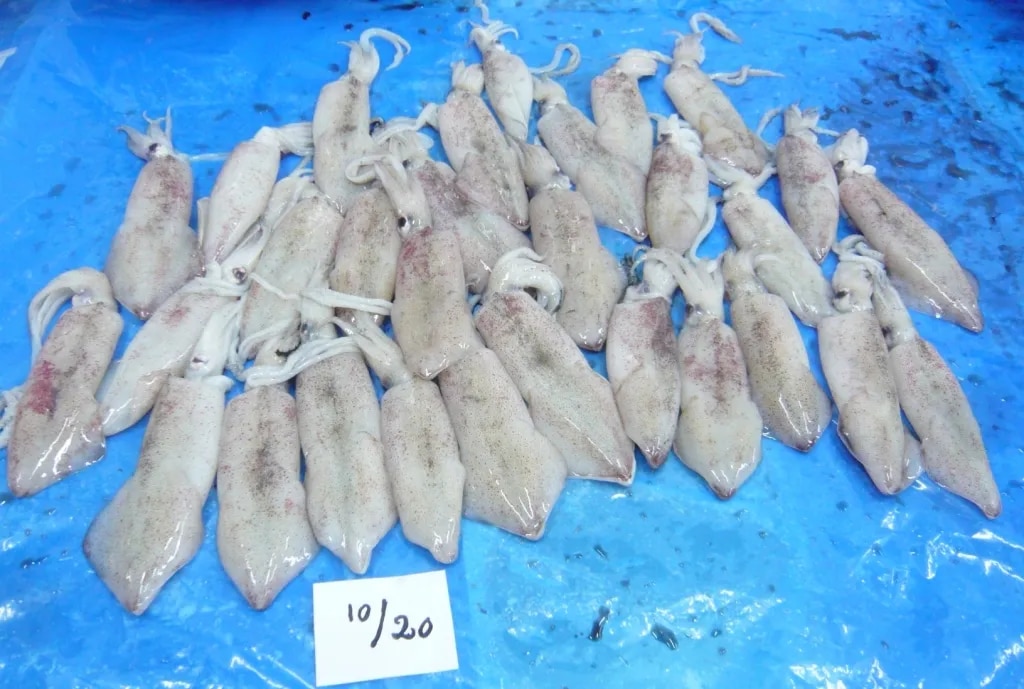 Squid whole round (Loligo) image 1