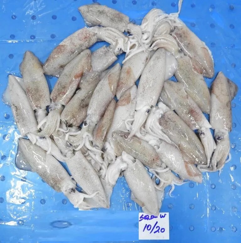 Squid whole round (Grade-1) image 1