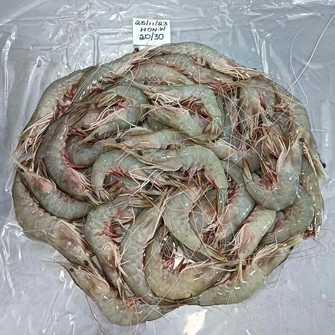 Head on white shrimps image 1