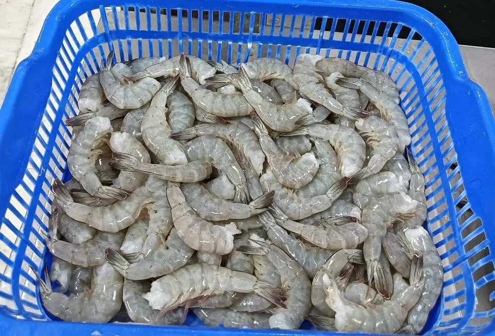 Headless Vannamei Shrimps 31/40 grade image 1