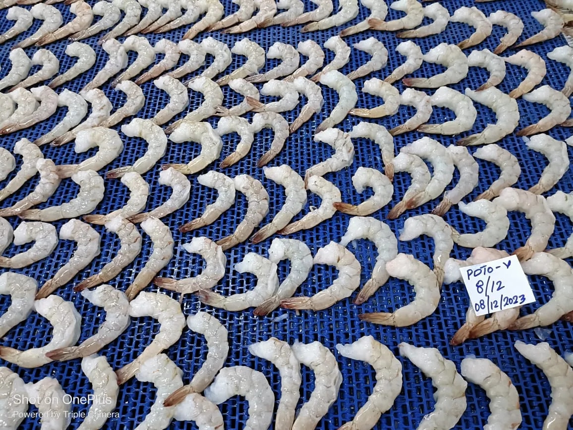 PDTO Vannamei Shrimps image 1