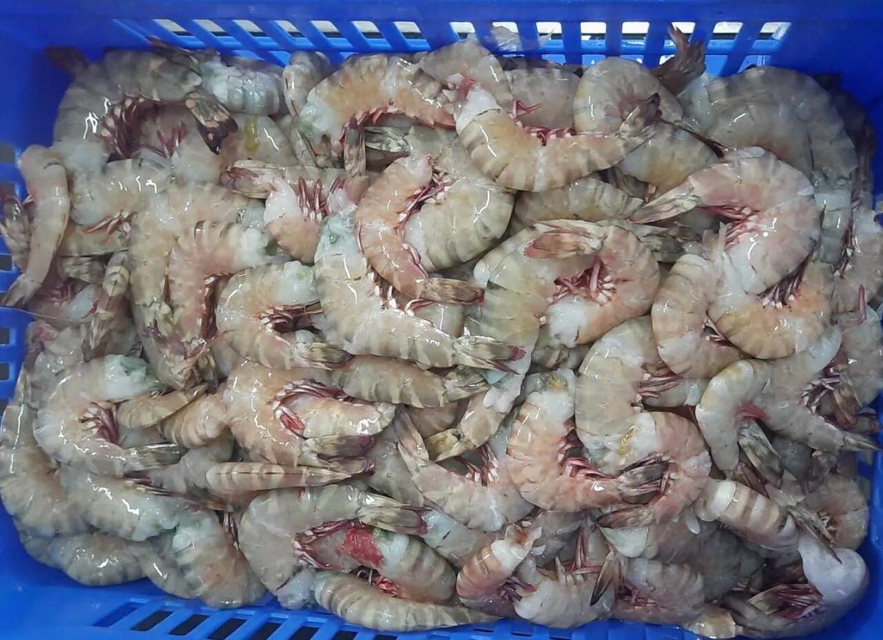 Headless Flower Shrimps image 1