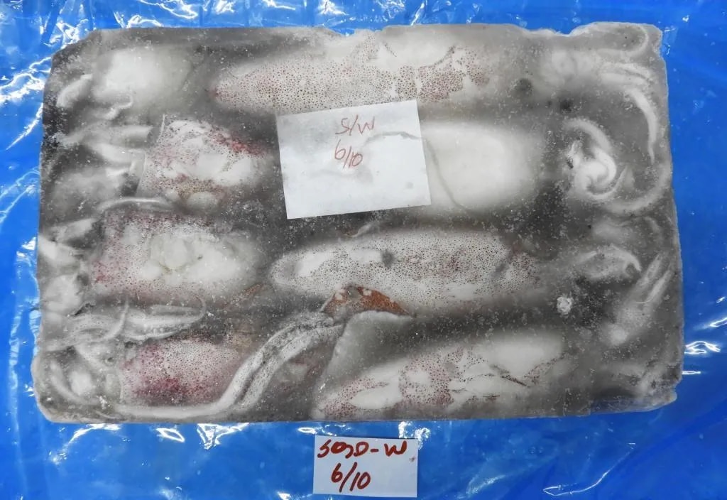 Squid whole round G2 image 1