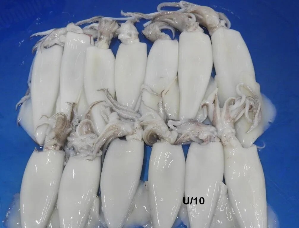 Squid whole cleaned (IQF) image 1