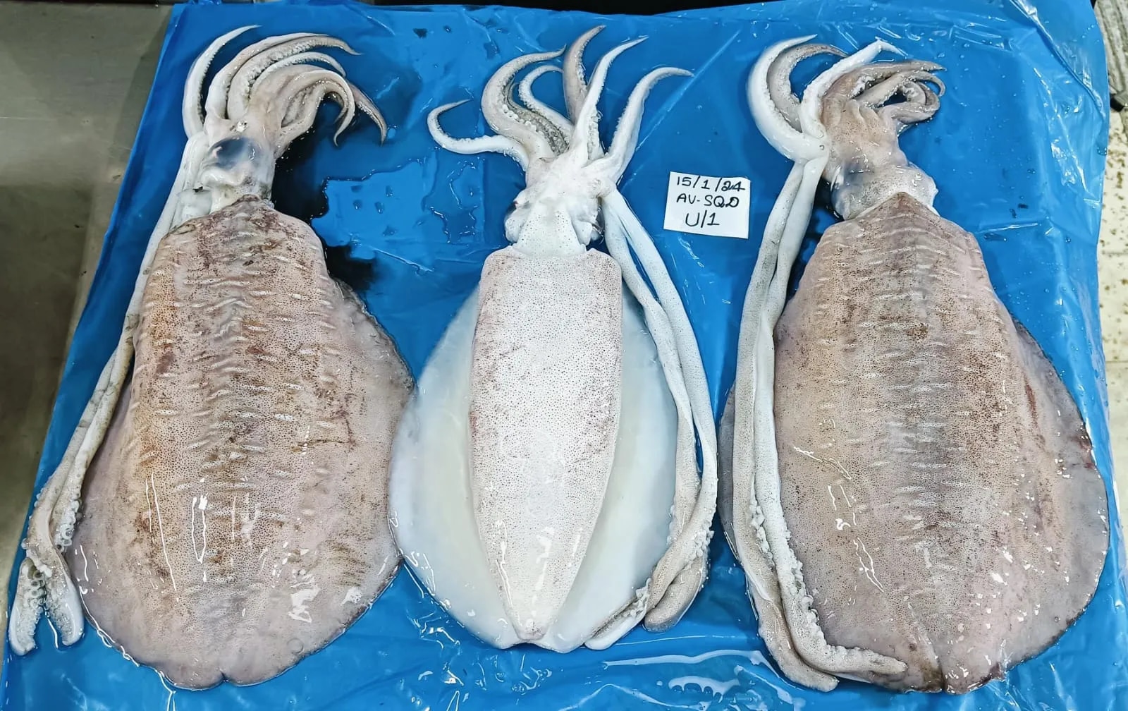 Thondi Squid fish (AV Squid) image 1