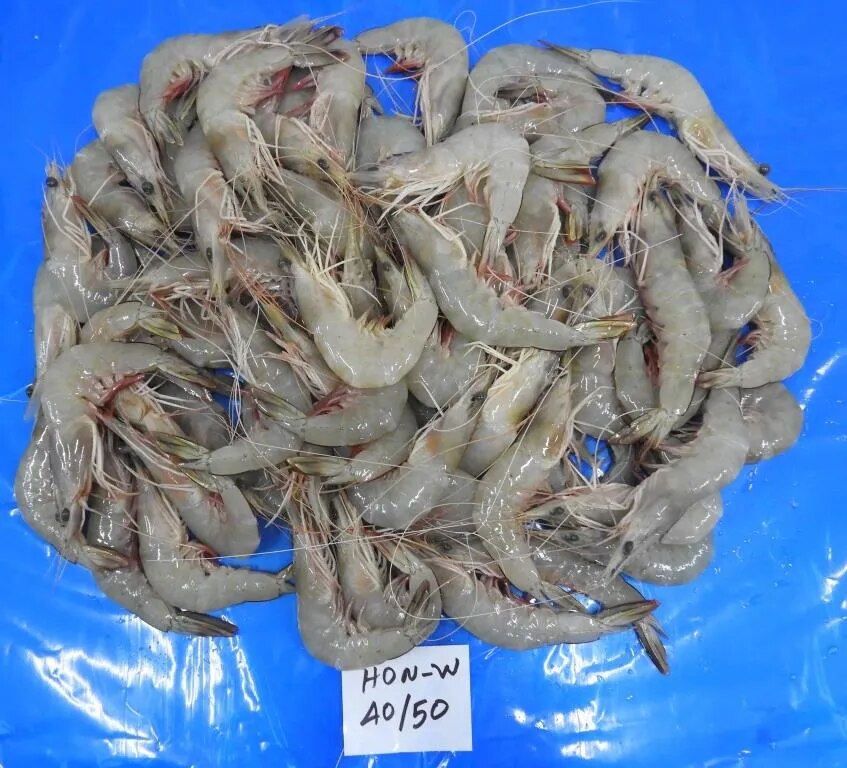 Head on white shrimps image 1