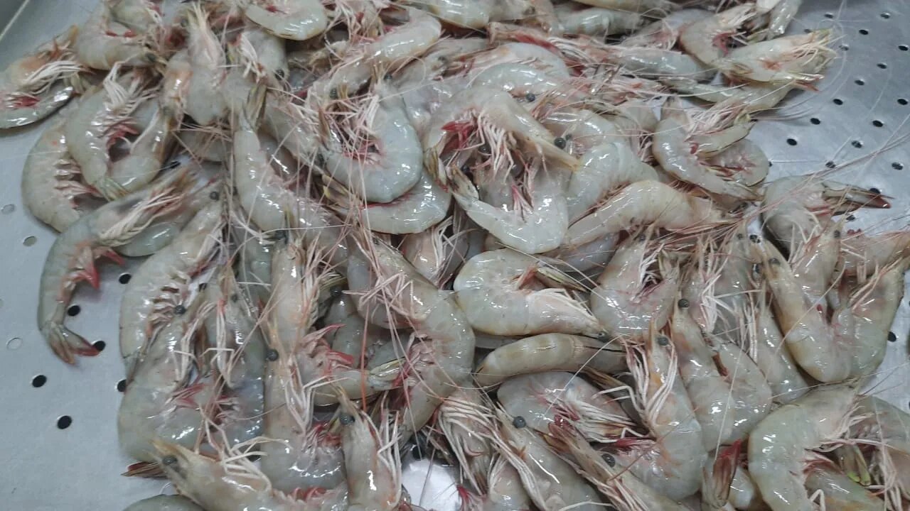 Head on white shrimps (G1) image 1