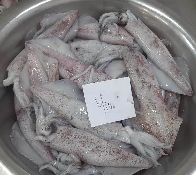 Squid whole round image 1