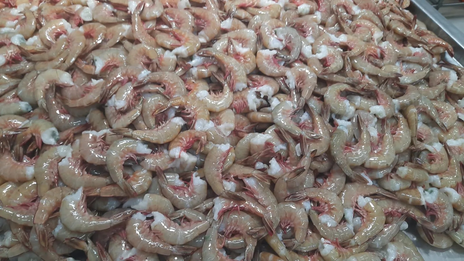 Headless white shrimps image 1
