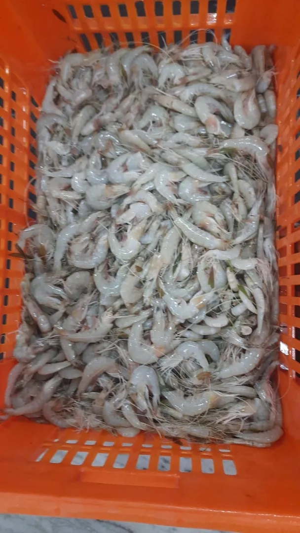 River white shrimps image 1