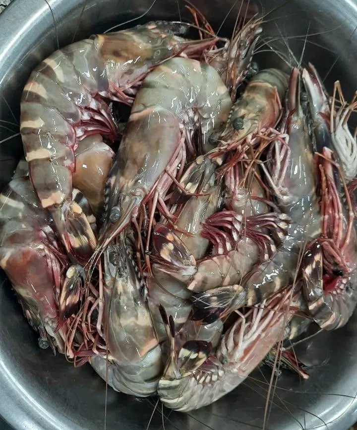 Head on sea tiger shrimps image 1
