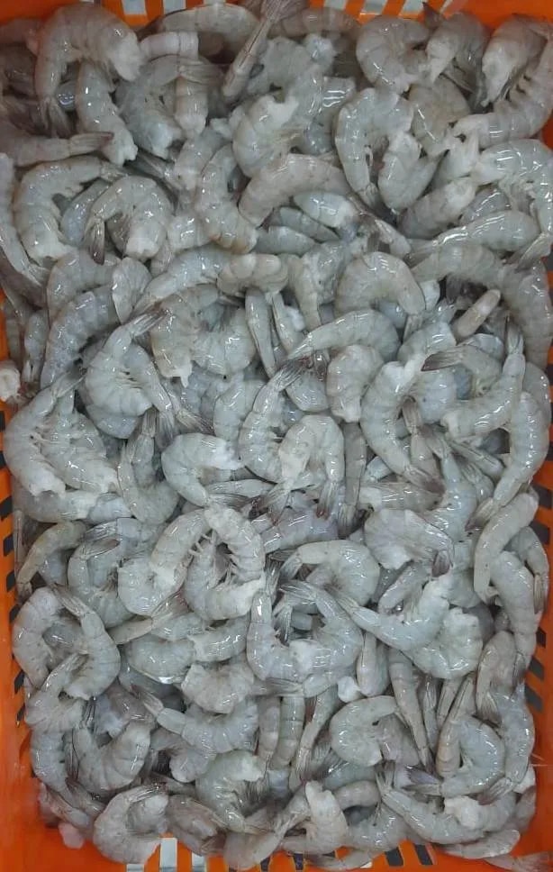 Headless Vannamei Shrimps image 1