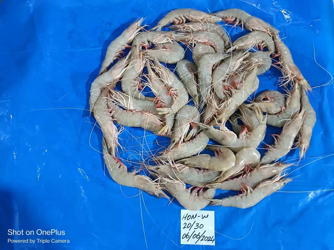 Head on white shrimps image 1