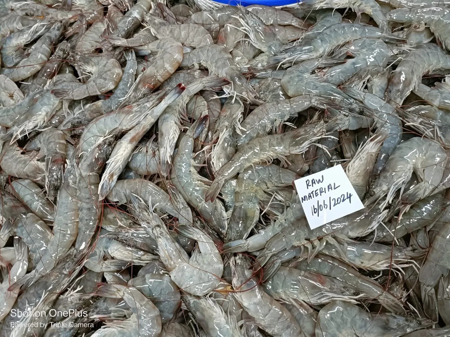 Head on Vannamei Shrimps image 1