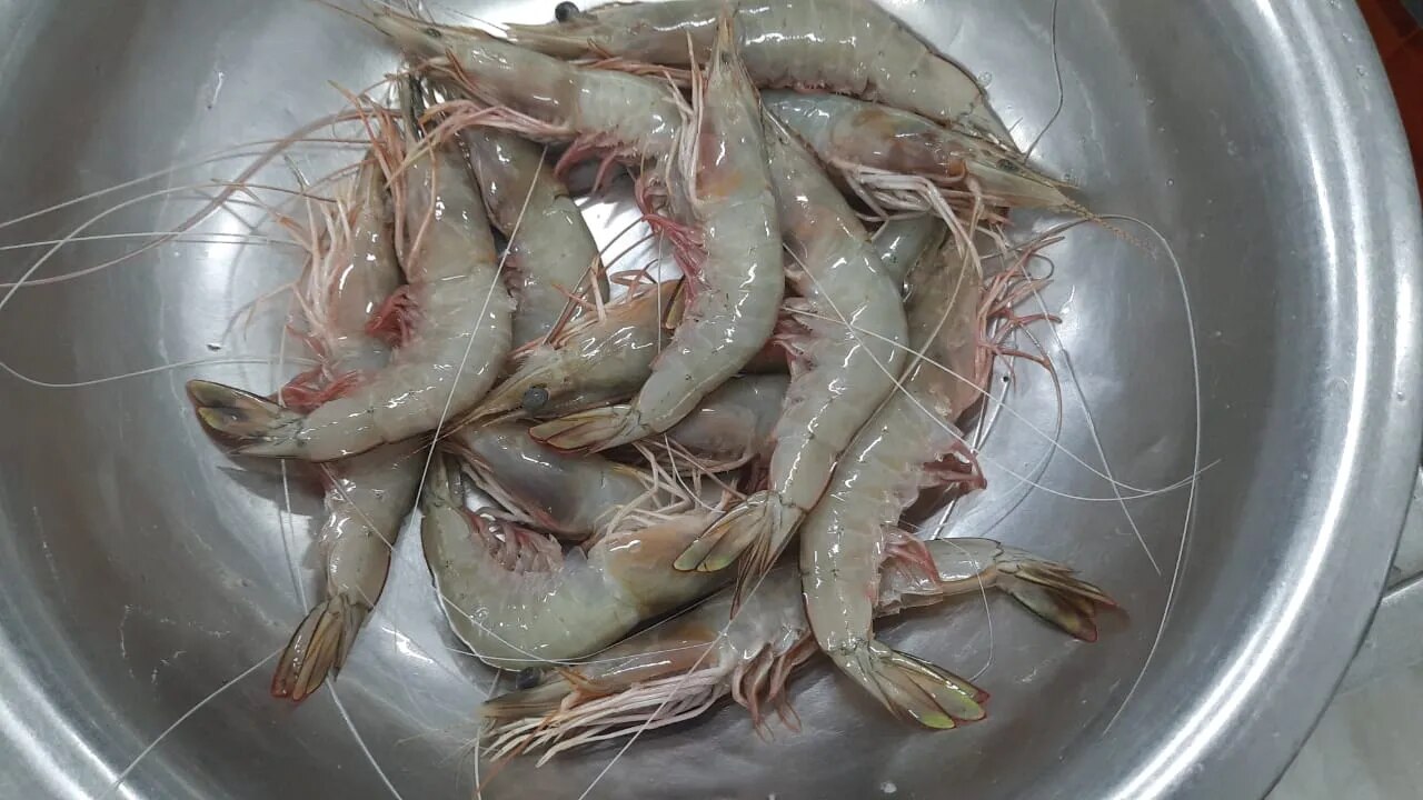 Head on white shrimps image 1