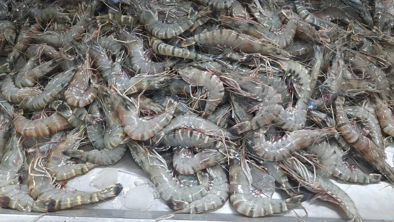 Head on Black tiger shrimps image 1