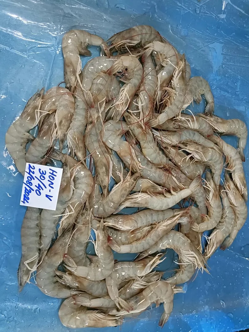 Head on Vannamei Shrimps image 1