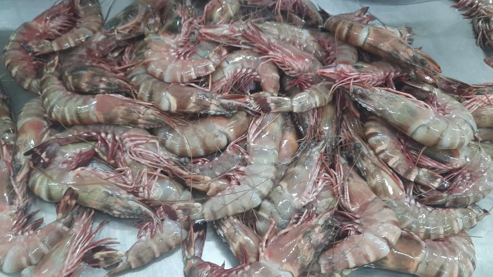 Head on sea tiger shrimps image 1