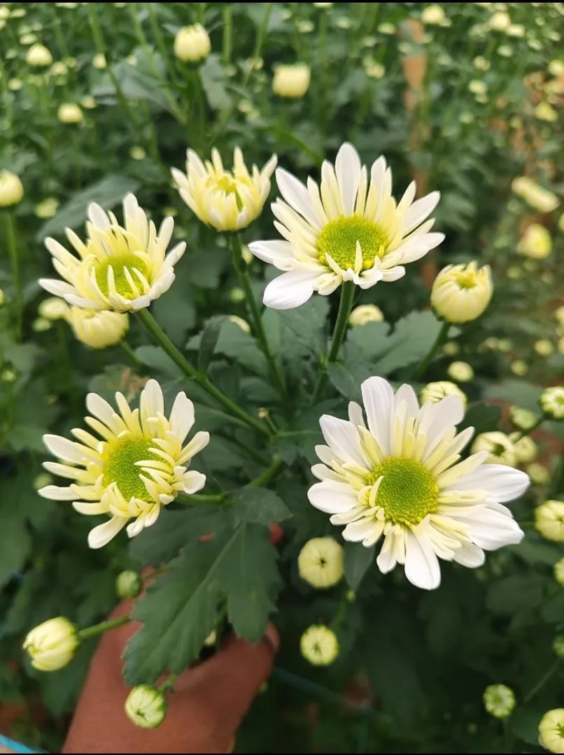Chrysanthemum White Flower image 1