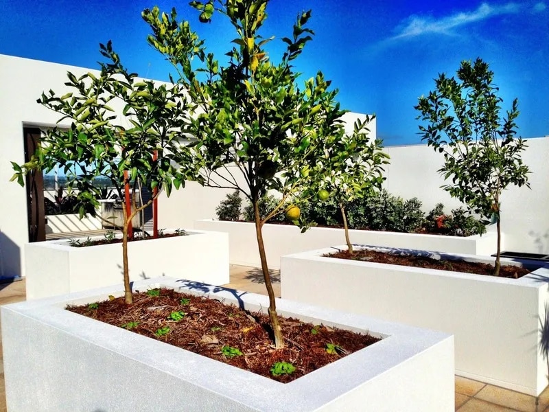Minimalist Rooftop Garden with Fruit Trees image 1
