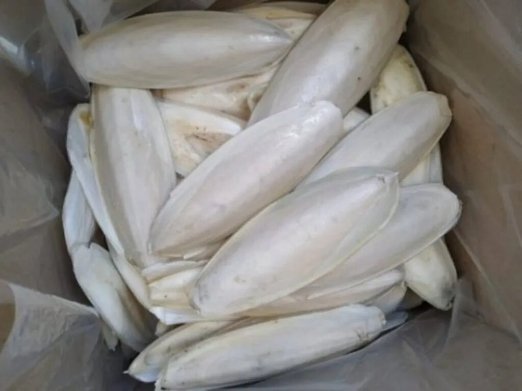 Cuttlefish bone image 1