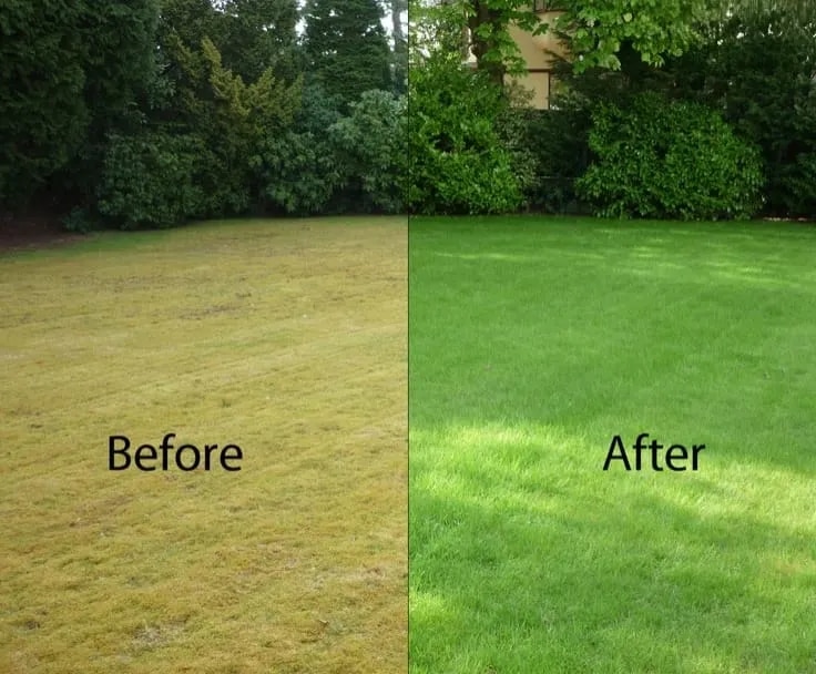 Lawn Development & Maintenance Services in Chennai – Natural & Artificial Grass Experts image 1