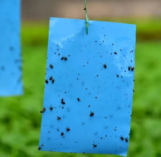 Blue Sticky Trap image 1
