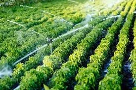 Automated Irrigation & Drip System Setup – Smart Water Management for Lush Gardens image 1