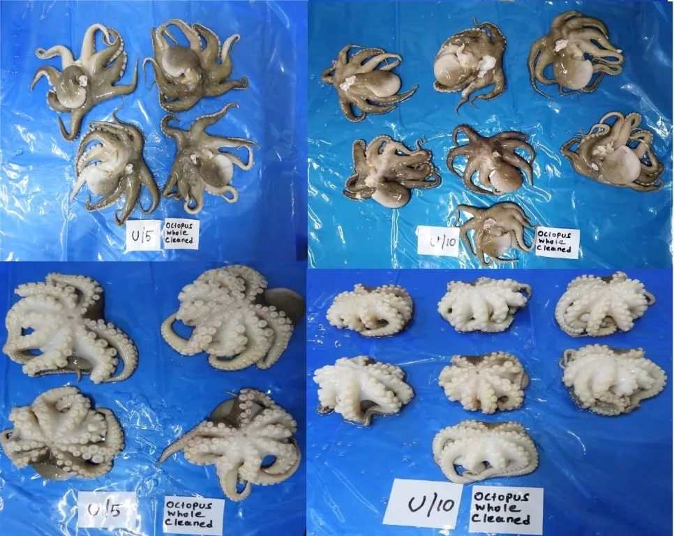 Octopus whole cleaned image 1
