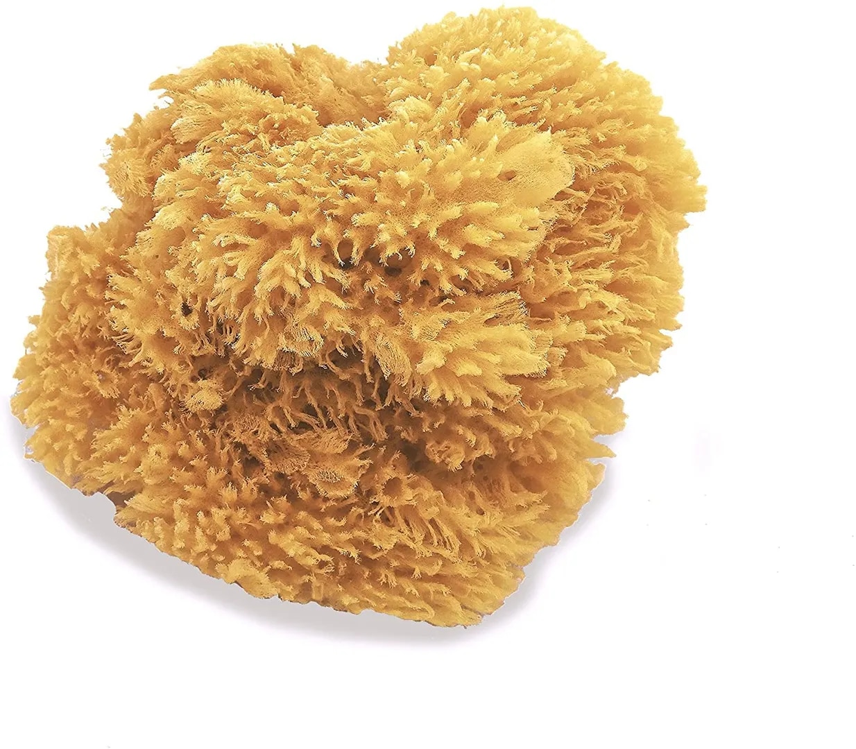 Natural Sea Sponges Great for Painting Decorating Texturing Sponging Marbling Effects Faux Finishes Crafts and More image 1