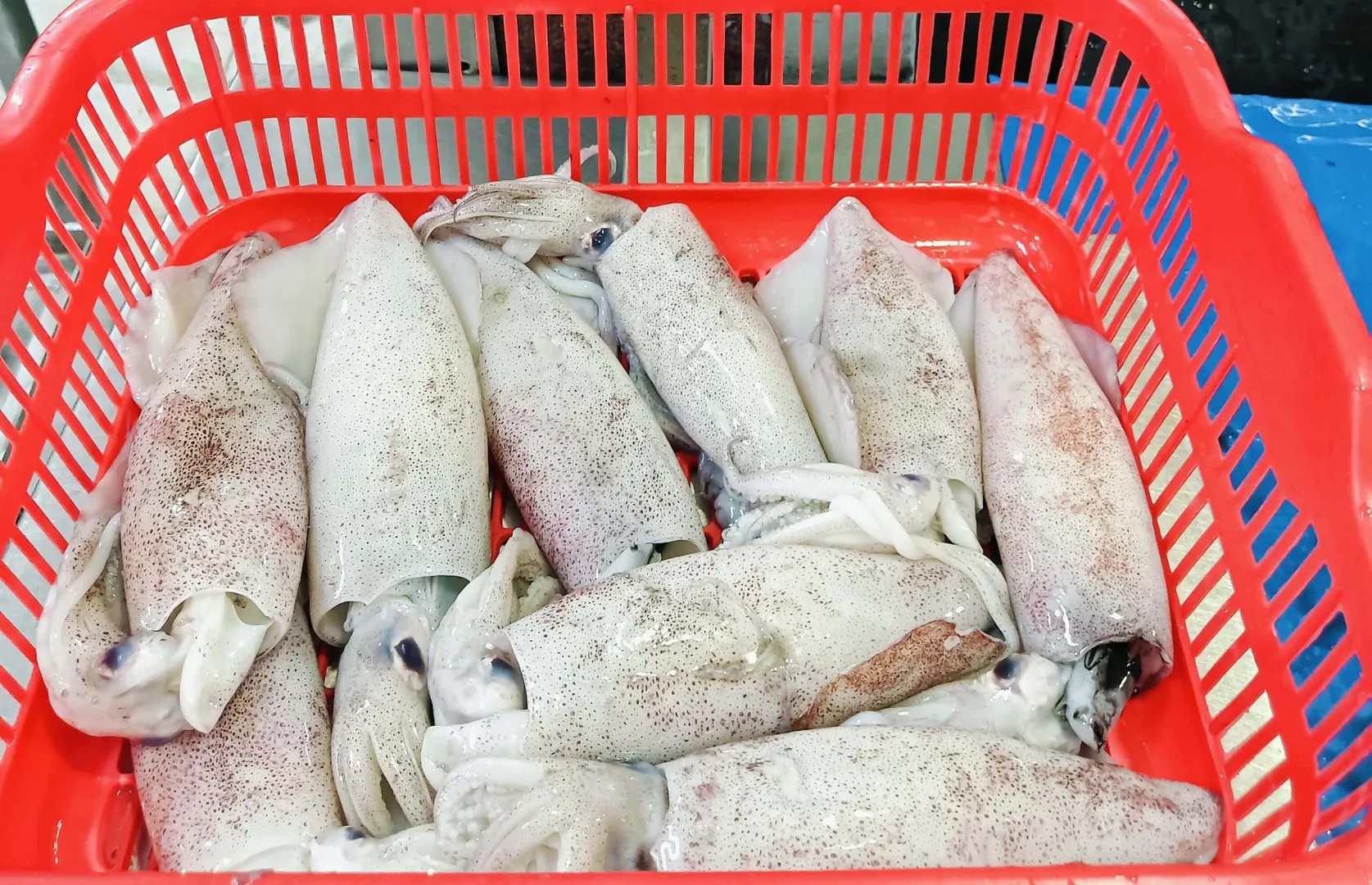 Squid whole (grade-1) image 1