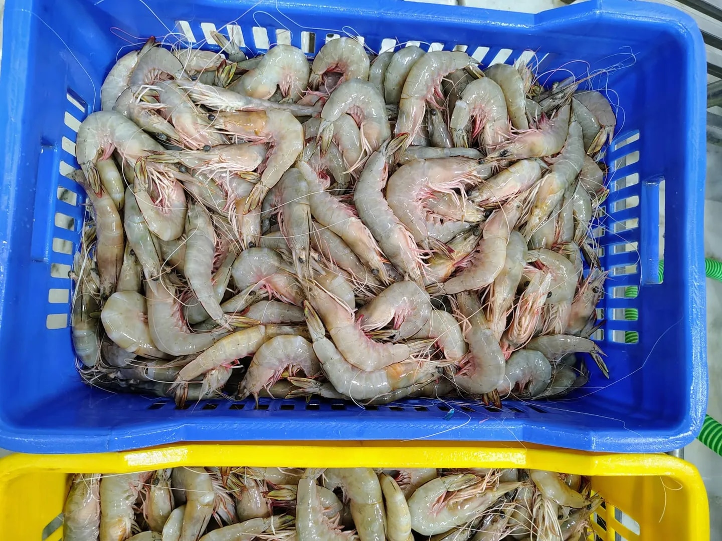 Head on white shrimps image 1