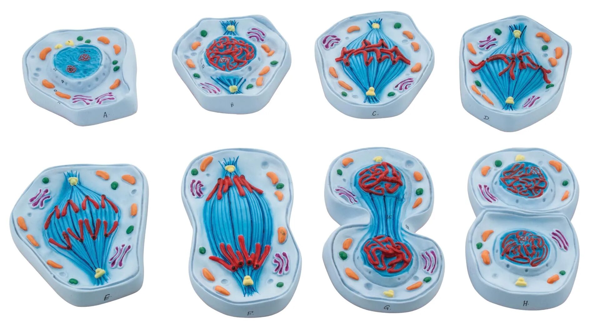 Meiosis(Animal Cell Divison) Small Size image 1