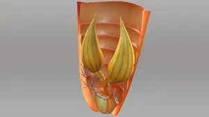 Cockroach Reproductive System(Female) image 1