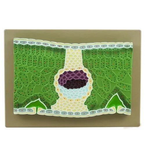 T.S Dicot Leaf image 1