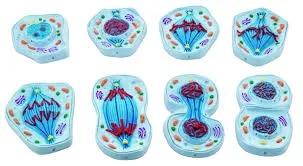 Mitosis(Cell Division) Meisos Large Size image 1
