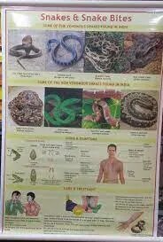 Snakes & Snake Bite (50x70cm) image 1