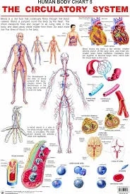 Skeleton & Circulatory System (50x70cm) image 1