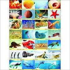Sea Animals (70x100cm) image 1