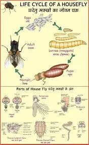 Life History of Housefly (55x90cm) image 1