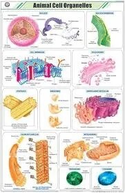 Animal Cell (55x90cm) image 1