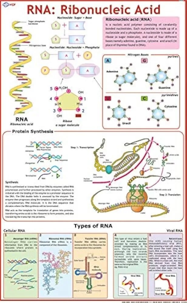 R.N.A (55x90cm) image 1