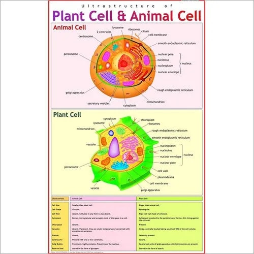 Ultra-Structure of Plant & Animal Cell (55x90cm) image 1